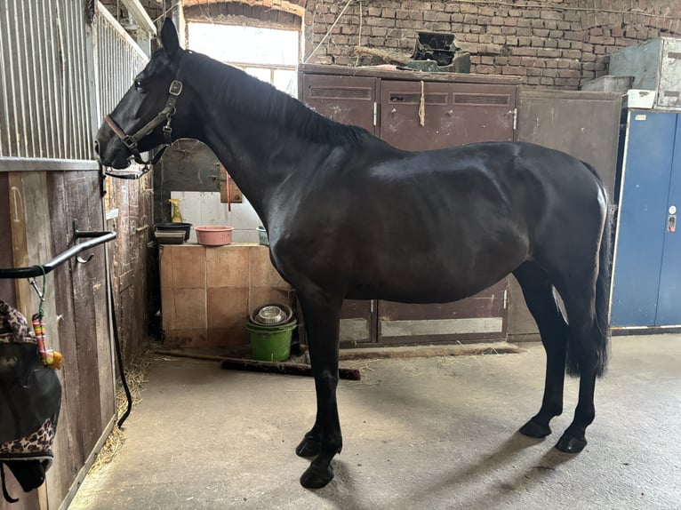 Hanovrien Jument 10 Ans 160 cm Noir in ErkrathErkrath