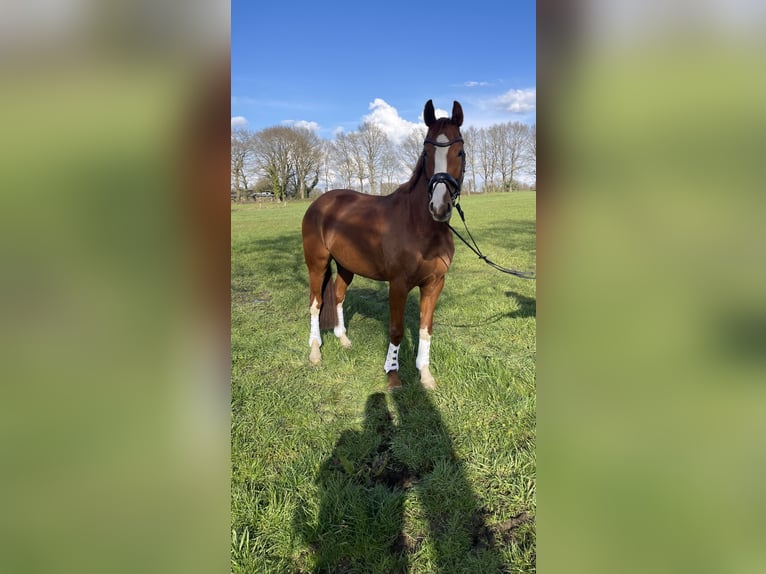 Hanovrien Jument 10 Ans 161 cm Alezan in Hambergen