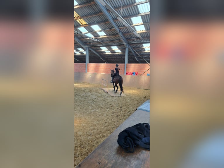 Hanovrien Jument 10 Ans 162 cm Bai in Sonsbeck