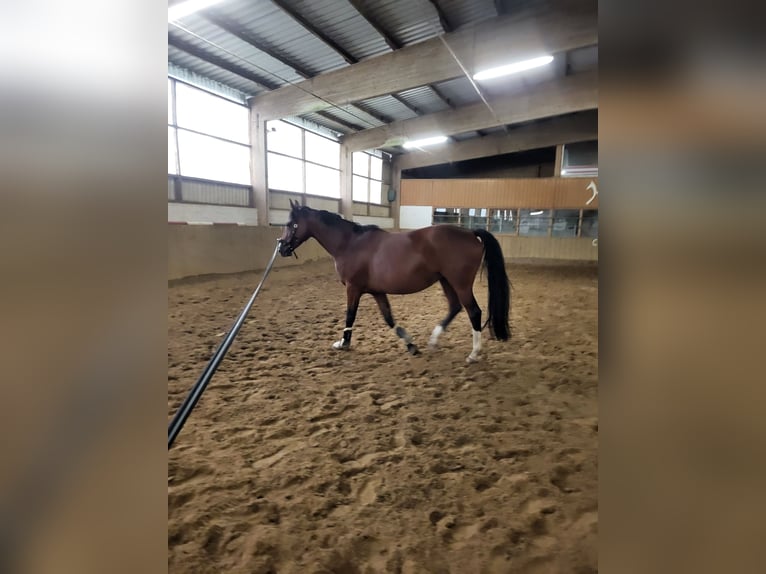 Hanovrien Jument 10 Ans 162 cm Bai in Nienburg