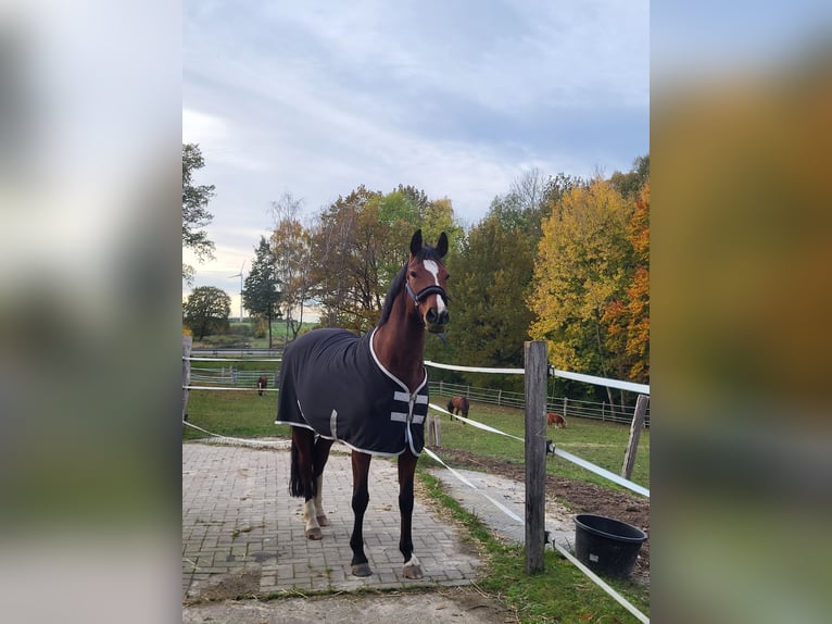 Hanovrien Jument 10 Ans 162 cm Bai in Nienburg