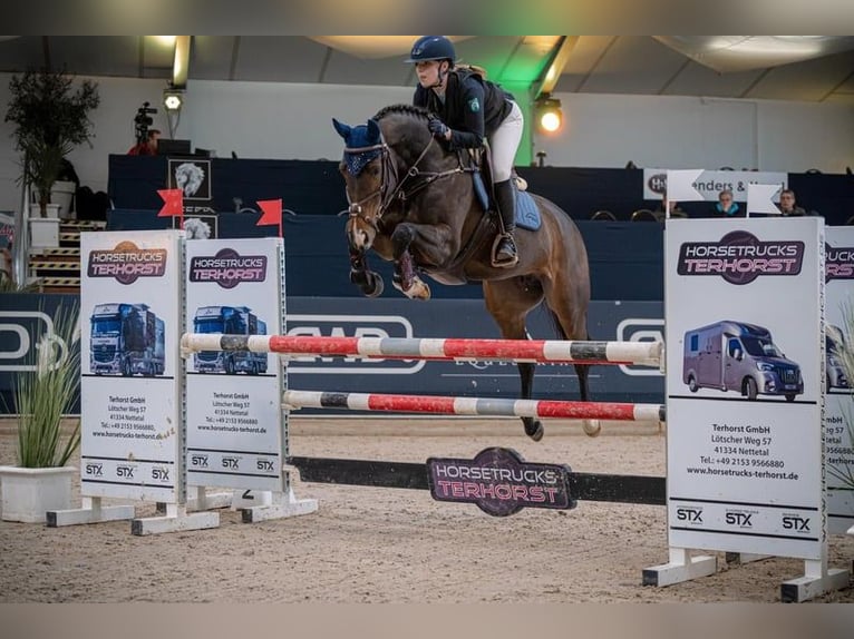 Hanovrien Jument 10 Ans 162 cm Bai in Grevenbroich