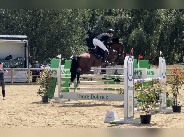 Hanovrien Jument 10 Ans 162 cm Bai in Göttingen