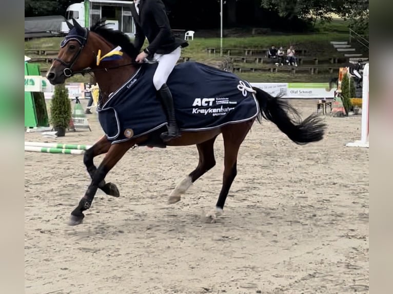 Hanovrien Jument 10 Ans 162 cm Bai in Göttingen