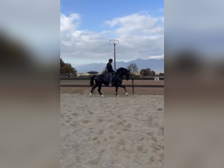 Hanovrien Jument 10 Ans 162 cm Noir in Pedrinya (Ajuntament Crespia)