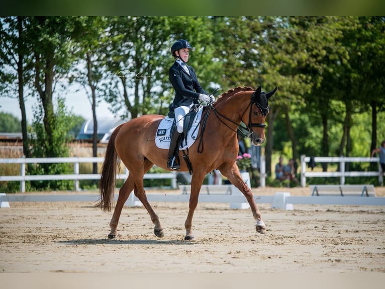 Hanovrien Jument 10 Ans 163 cm Alezan in Beselich-Obertiefenbach