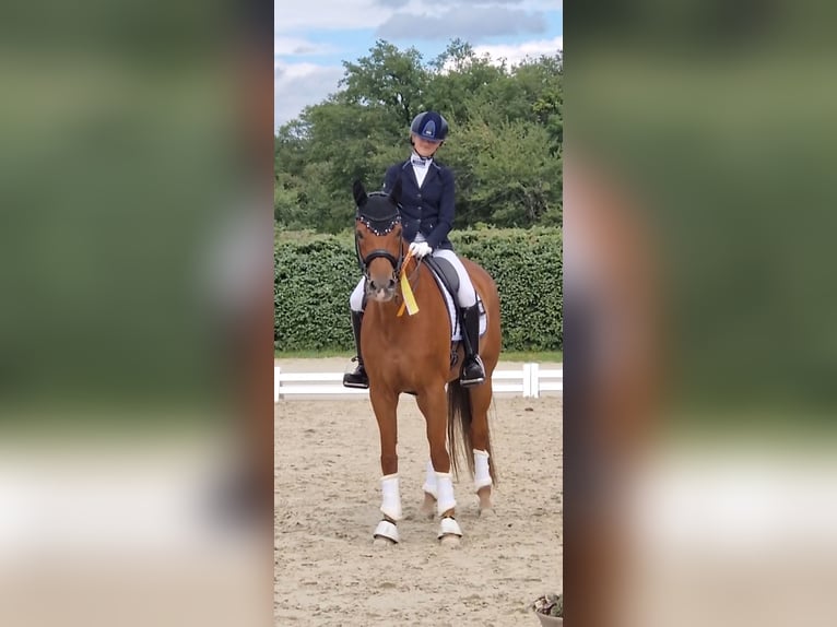 Hanovrien Jument 10 Ans 163 cm Alezan in Beselich-Obertiefenbach
