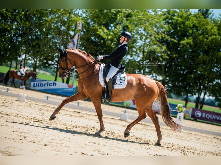 Hanovrien Jument 10 Ans 163 cm Alezan in Beselich-Obertiefenbach