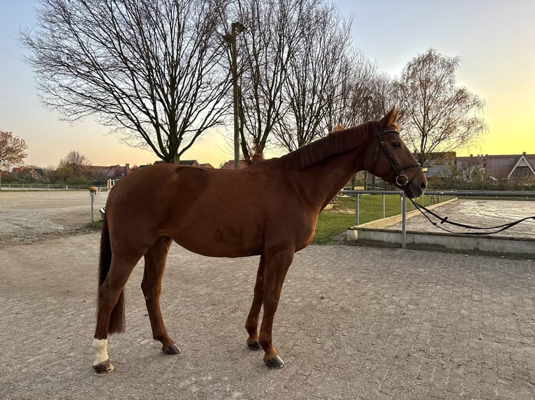 Hanovrien Jument 10 Ans 163 cm Alezan in Ascheberg