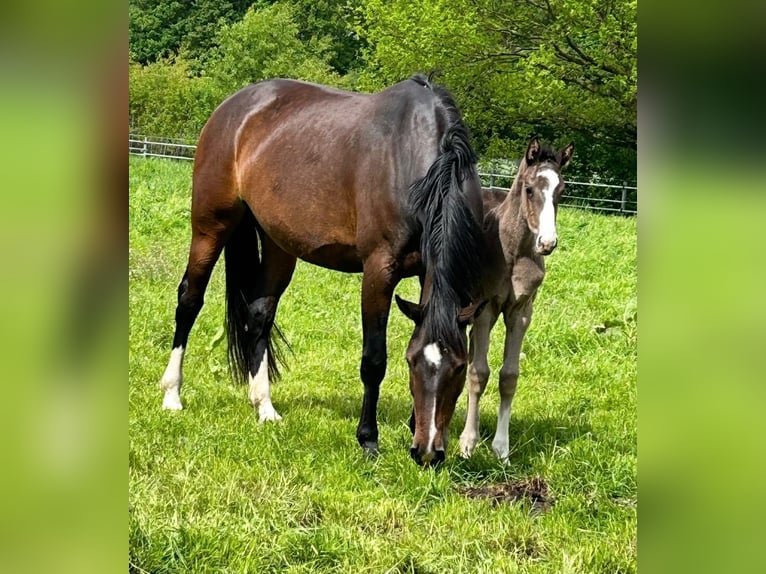 Hanovrien Jument 10 Ans 163 cm Bai brun in Rastede
