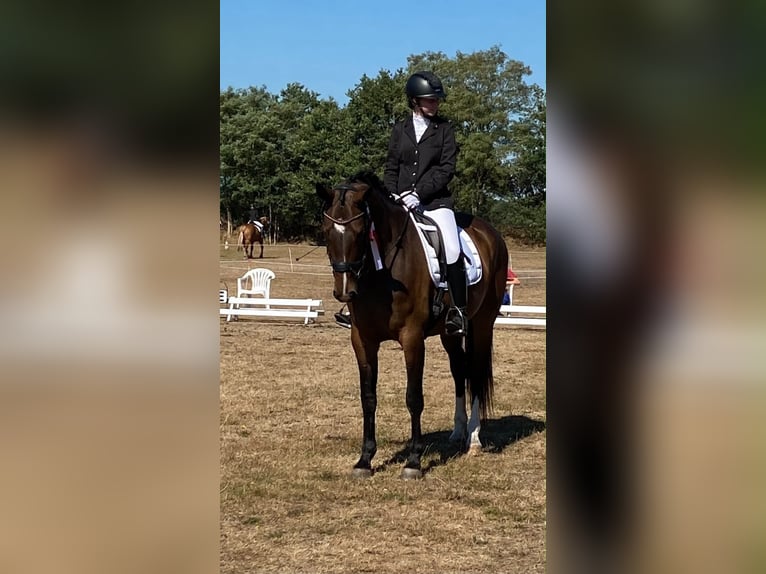 Hanovrien Jument 10 Ans 163 cm Bai brun in Rastede