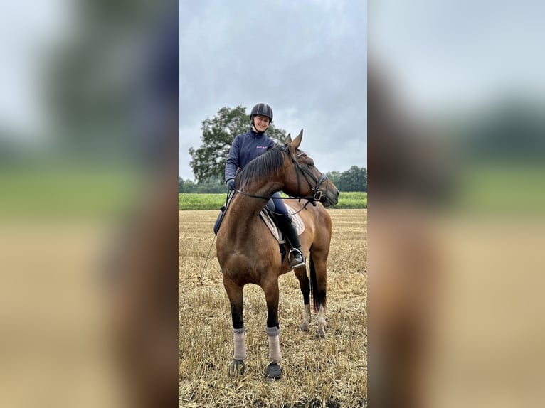 Hanovrien Jument 10 Ans 163 cm Bai brun in Rastede