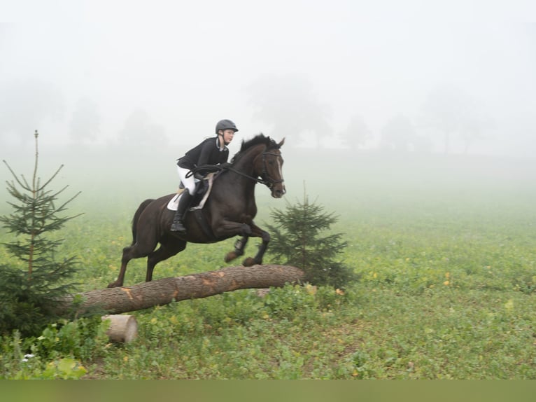 Hanovrien Jument 10 Ans 164 cm Alezan brûlé in Zernien