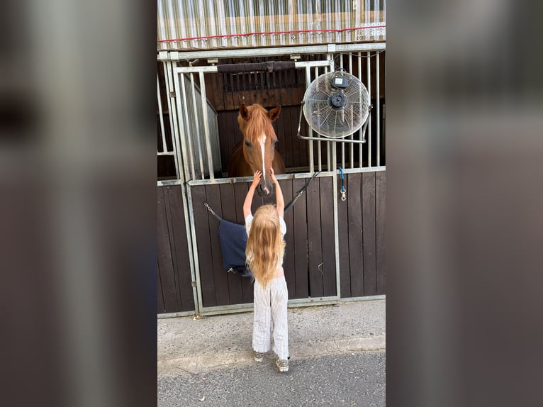 Hanovrien Jument 10 Ans 164 cm Alezan in Wachtberg