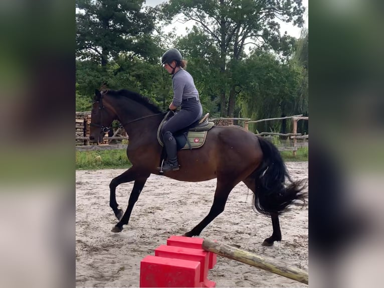 Hanovrien Jument 10 Ans 164 cm Bai brun foncé in Boismorand