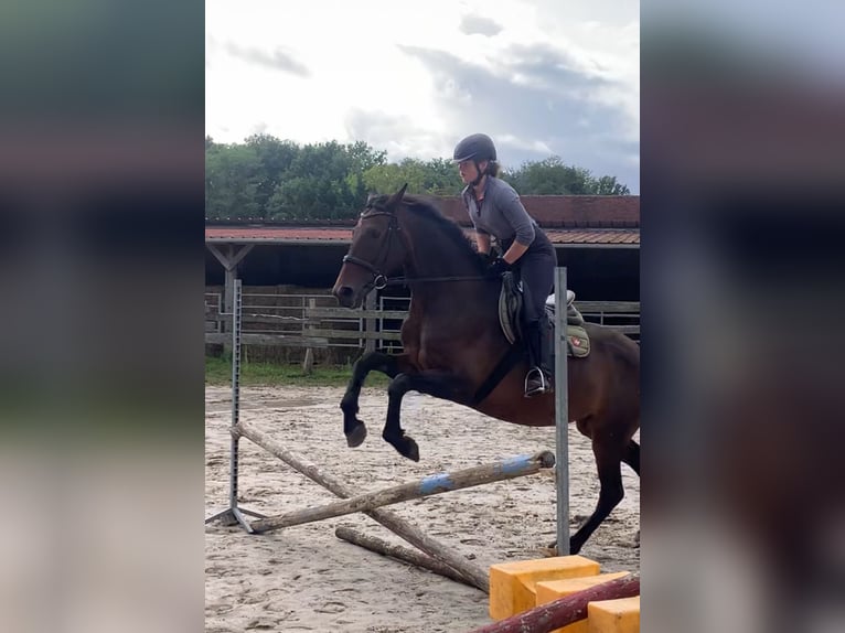 Hanovrien Jument 10 Ans 164 cm Bai brun foncé in Boismorand
