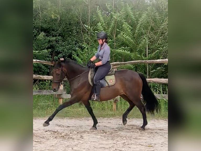 Hanovrien Jument 10 Ans 164 cm Bai brun foncé in Boismorand