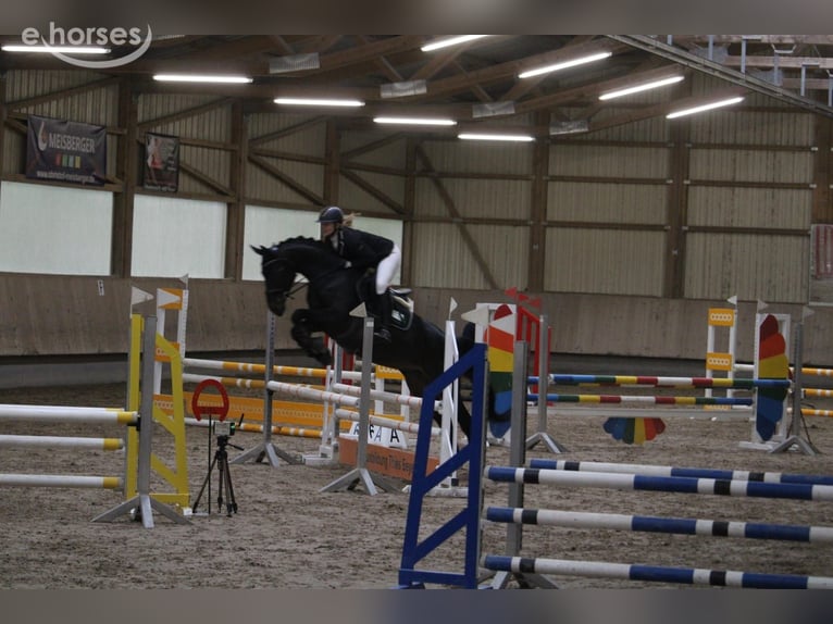 Hanovrien Jument 10 Ans 164 cm Bai brun foncé in Lebach
