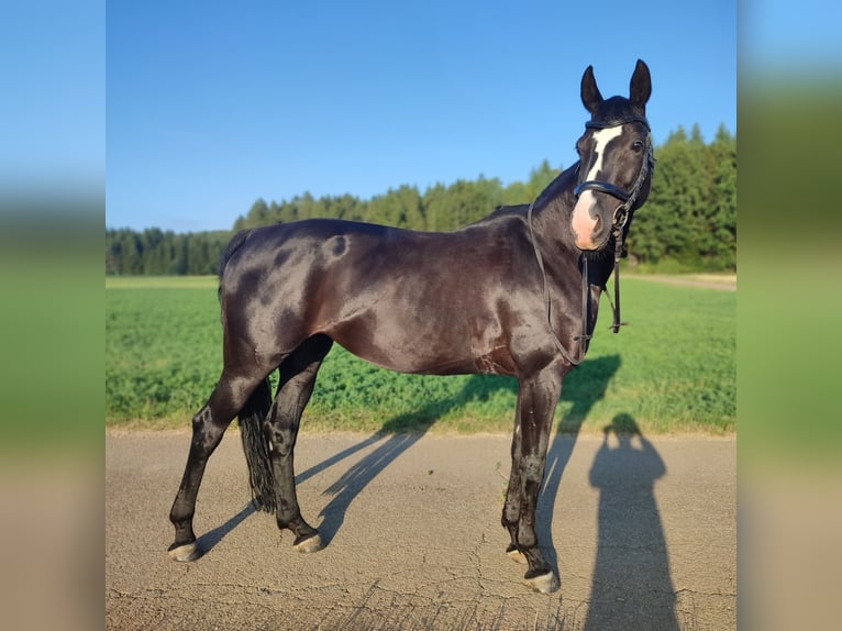 Hanovrien Jument 10 Ans 164 cm Noir in Hohenstein &#xD6;denwaldstetten