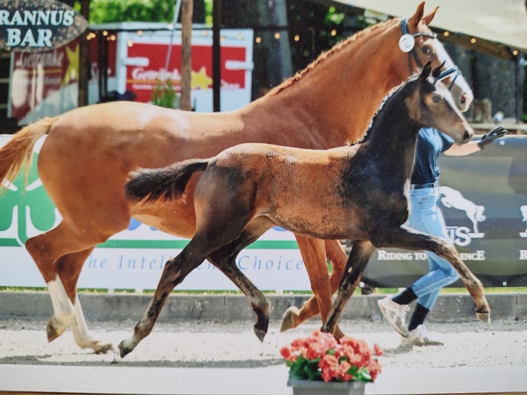 Hanovrien Jument 10 Ans 165 cm Alezan in Rastede