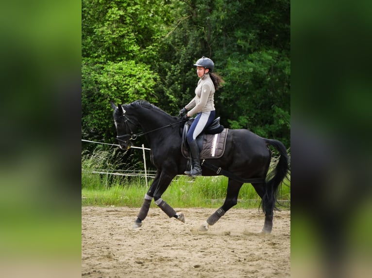 Hanovrien Jument 10 Ans 165 cm Bai brun foncé in Stuttgart Stuttgart-West