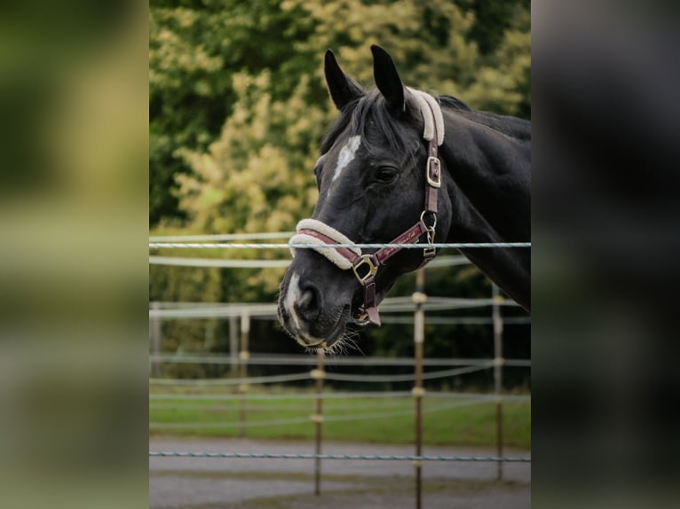 Hanovrien Jument 10 Ans 165 cm Bai brun foncé in Stuttgart Stuttgart-West