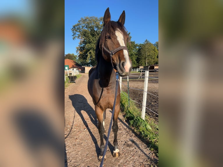 Hanovrien Jument 10 Ans 165 cm Bai in Stuhr