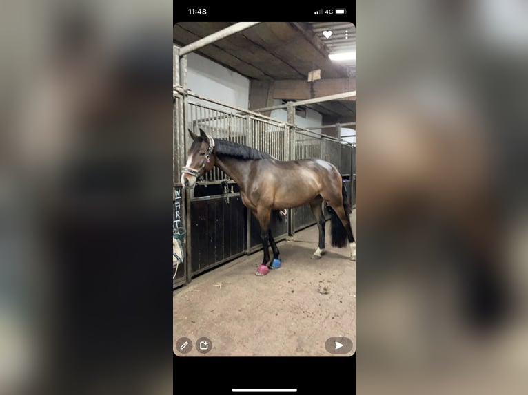 Hanovrien Jument 10 Ans 165 cm Bai in Stuhr