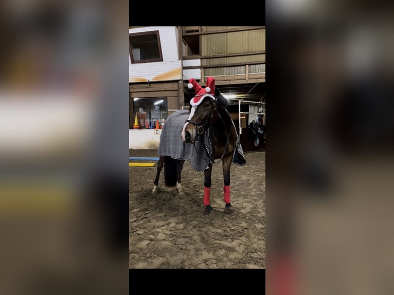 Hanovrien Jument 10 Ans 165 cm Bai in Stuhr