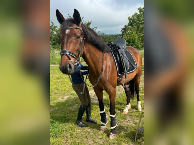 Hanovrien Jument 10 Ans 165 cm Bai in Oberursel