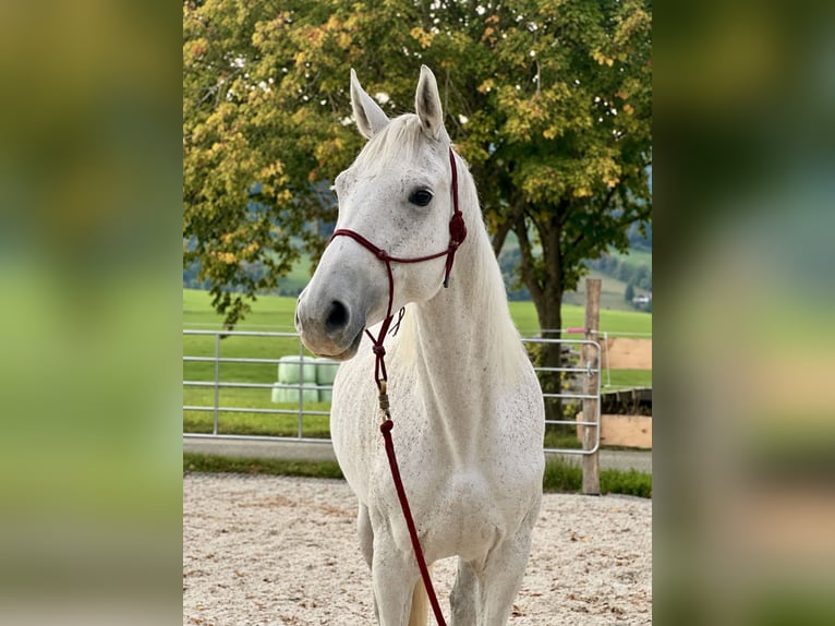 Hanovrien Jument 10 Ans 165 cm Gris in Mondsee