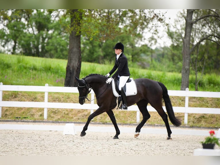 Hanovrien Jument 10 Ans 165 cm Noir in Majdan