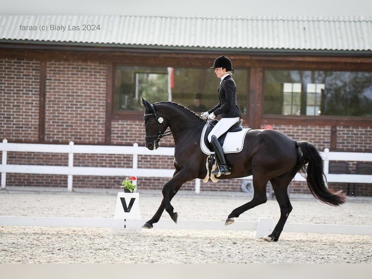 Hanovrien Jument 10 Ans 165 cm Noir in Majdan