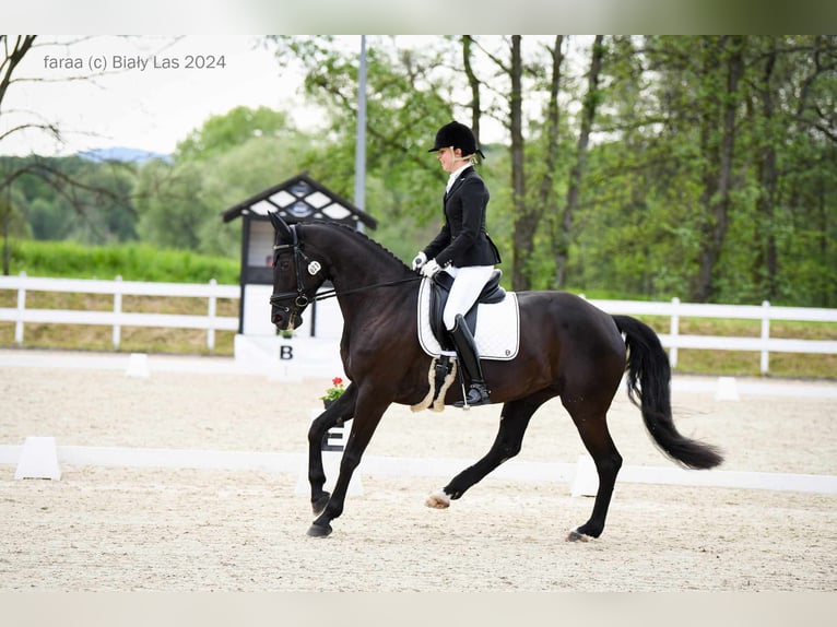 Hanovrien Jument 10 Ans 165 cm Noir in Majdan