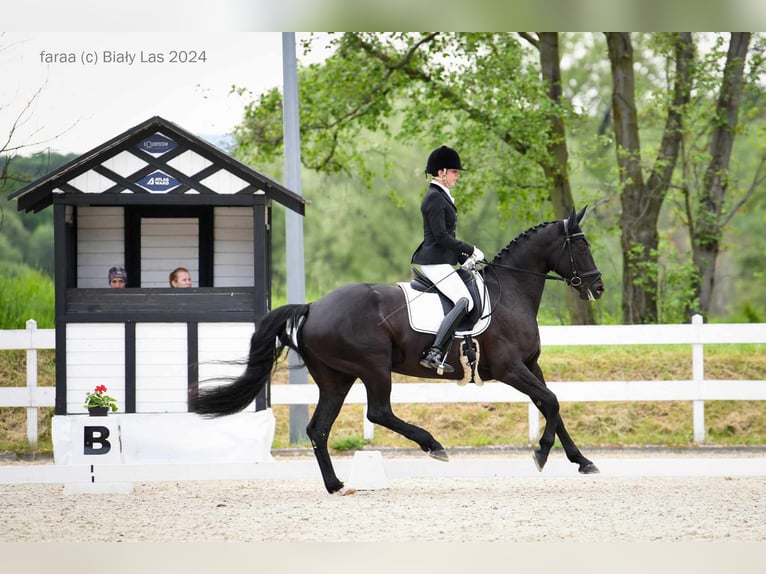 Hanovrien Jument 10 Ans 165 cm Noir in Majdan