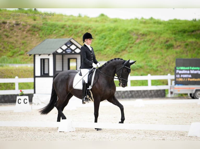 Hanovrien Jument 10 Ans 165 cm Noir in Majdan