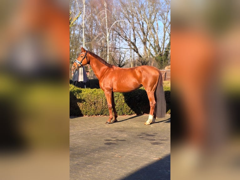 Hanovrien Jument 10 Ans 166 cm Alezan in Warendorf
