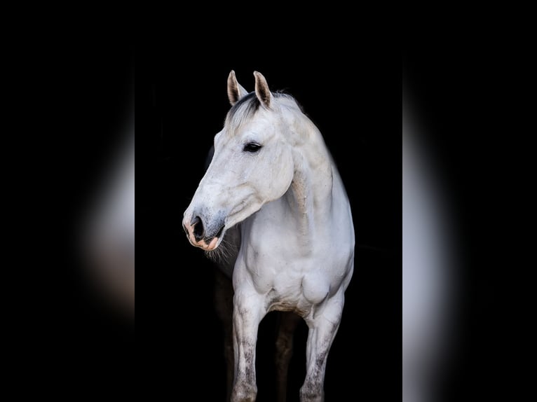 Hanovrien Jument 10 Ans 166 cm Gris in Springe