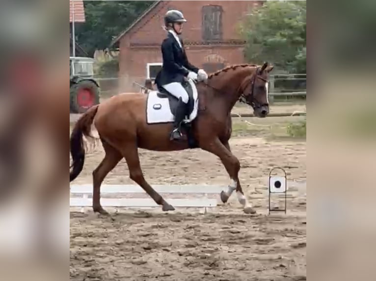 Hanovrien Jument 10 Ans 167 cm Alezan brûlé in Handorf