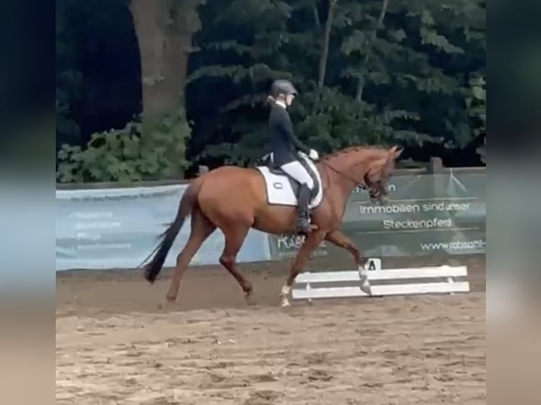 Hanovrien Jument 10 Ans 167 cm Alezan brûlé in Handorf