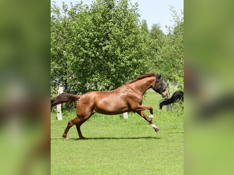 Hanovrien Jument 10 Ans 167 cm Alezan brûlé in Handorf