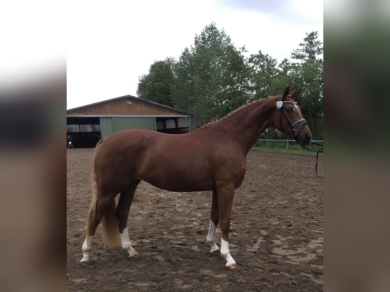 Hanovrien Jument 10 Ans 167 cm Alezan brûlé in Neukirchen-Vluyn