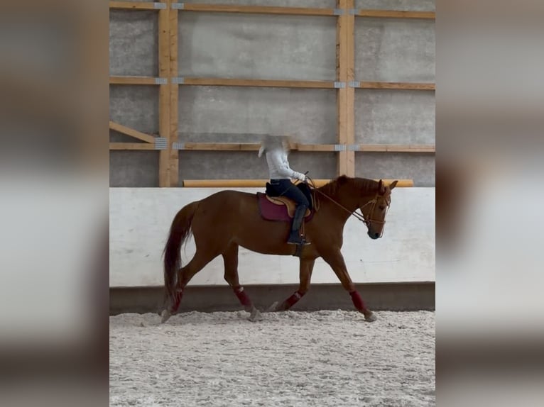 Hanovrien Jument 10 Ans 167 cm Alezan in Crailsheim