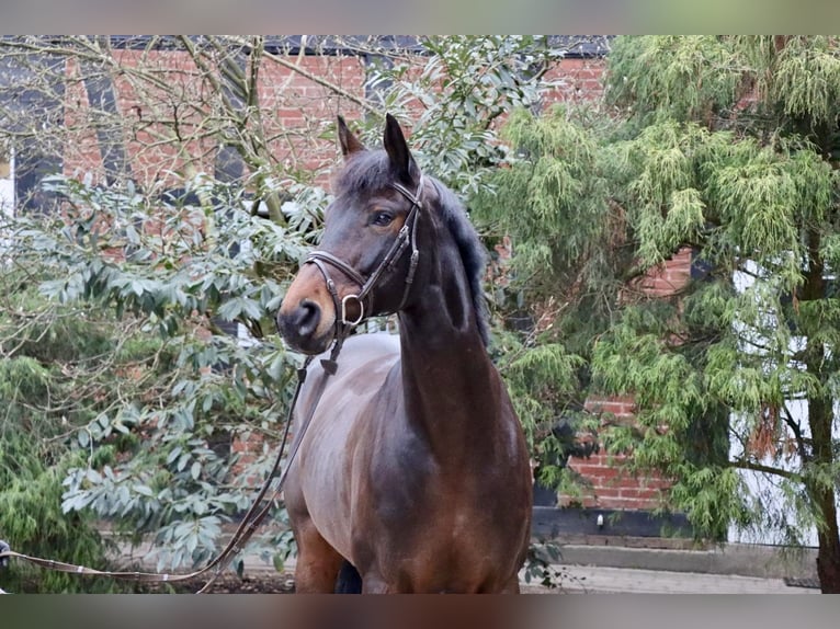 Hanovrien Jument 10 Ans 167 cm Bai brun in Langlingen