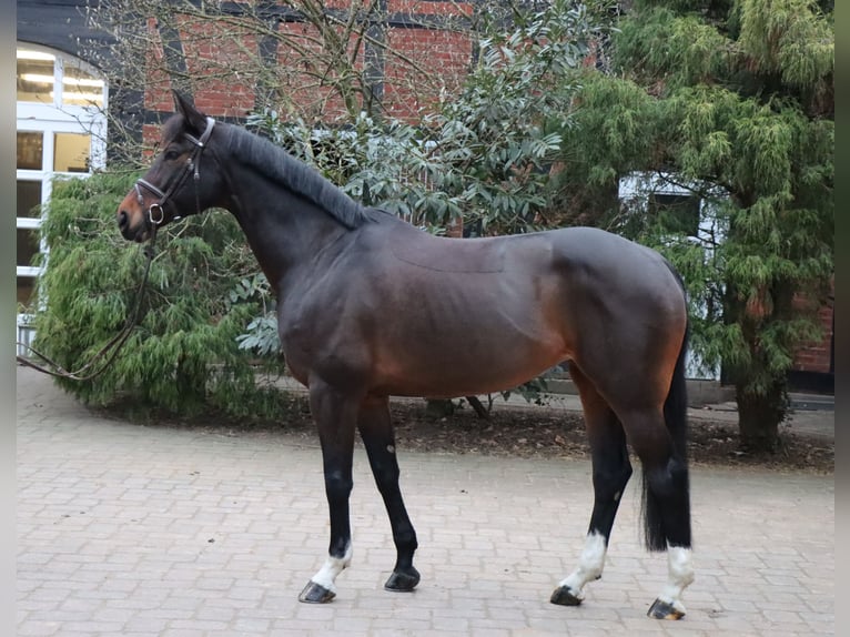 Hanovrien Jument 10 Ans 167 cm Bai brun in Langlingen