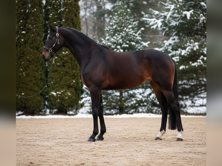 Hanovrien Jument 10 Ans 167 cm Bai in Mor