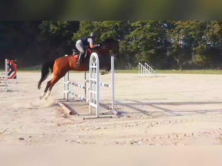 Hanovrien Jument 10 Ans 167 cm Bai in Gr&#xFC;nkraut