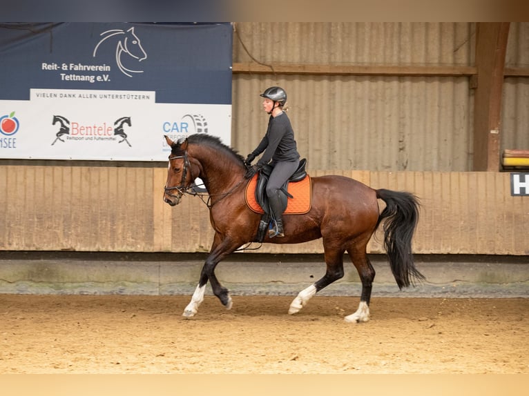 Hanovrien Jument 10 Ans 167 cm Bai in Grünkraut