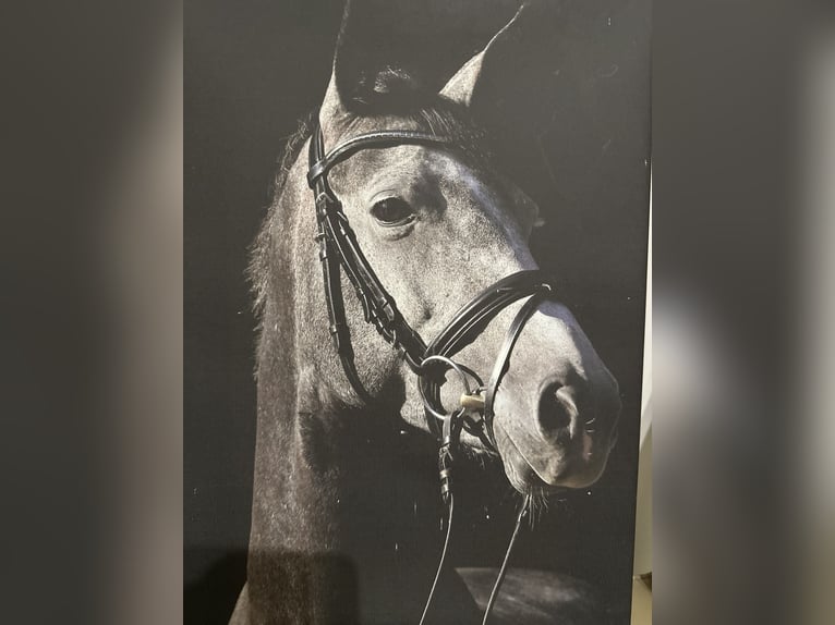 Hanovrien Jument 10 Ans 167 cm Gris in Gronau (Leine)Gronau