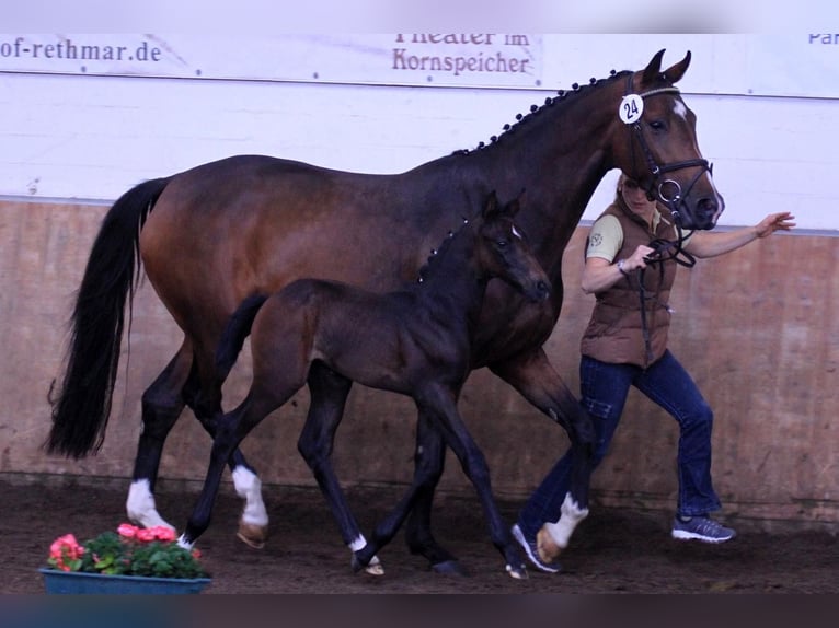 Hanovrien Jument 10 Ans 167 cm Gris in Gronau (Leine)Gronau